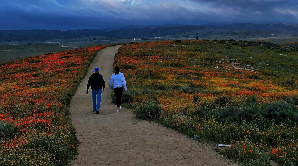 Super Bloom
Antelope California Valley Poppy Reserve