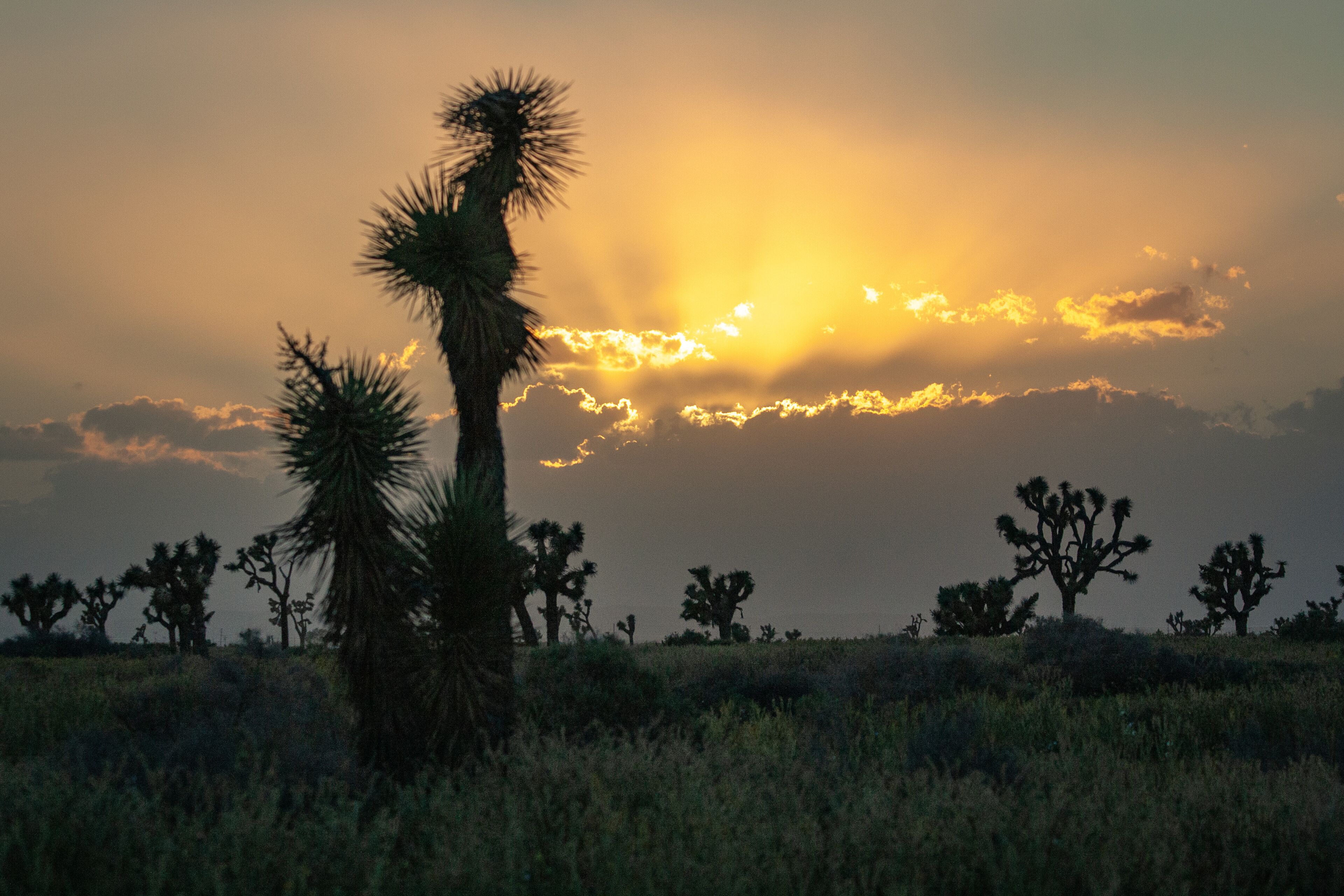 A desert landscape with Joshua trees silhouetted against a sunset sky.