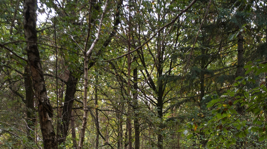 Fougère aigle, Pteridium aquilinum, Forêt de Sénart, Essonne, 91, France