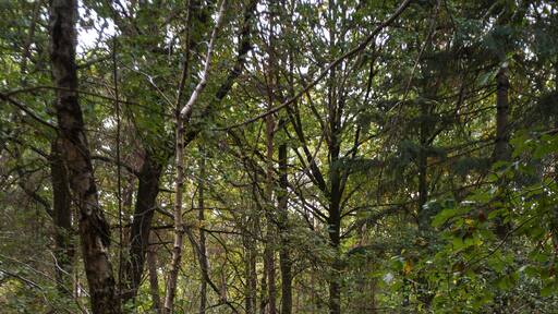 Fougère aigle, Pteridium aquilinum, Forêt de Sénart, Essonne, 91, France