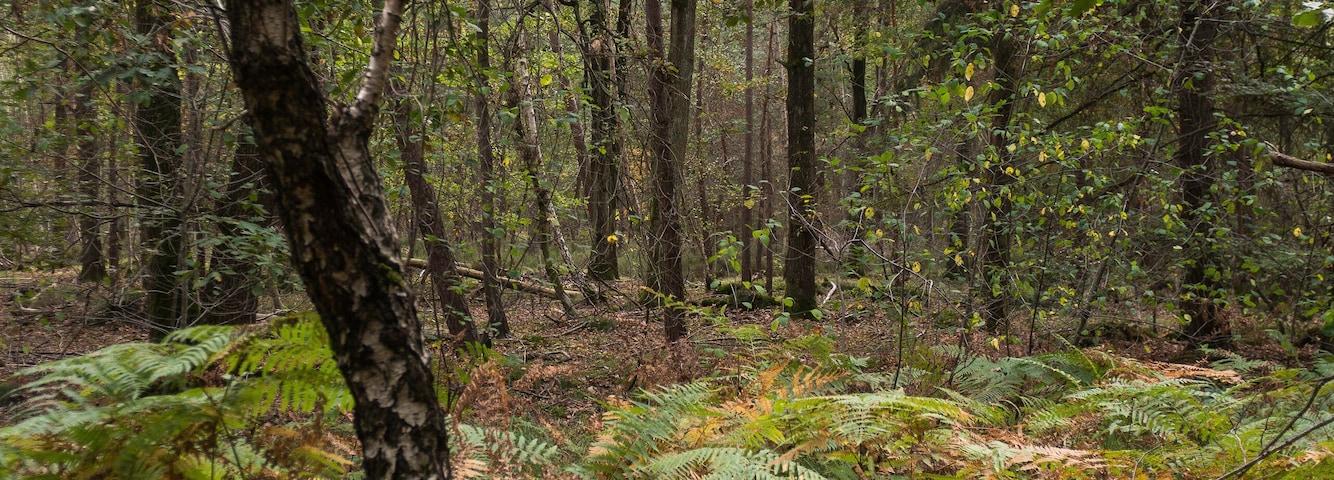 Fougère aigle, Pteridium aquilinum, Forêt de Sénart, Essonne, 91, France