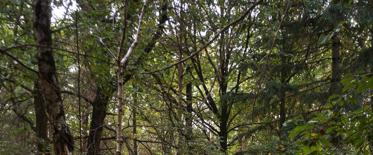 Fougère aigle, Pteridium aquilinum, Forêt de Sénart, Essonne, 91, France