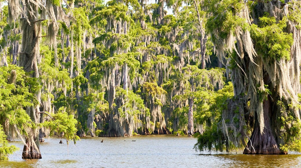 Louisiana Swamp
