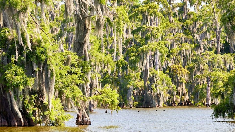 A swamp with numerous cypress trees and water.