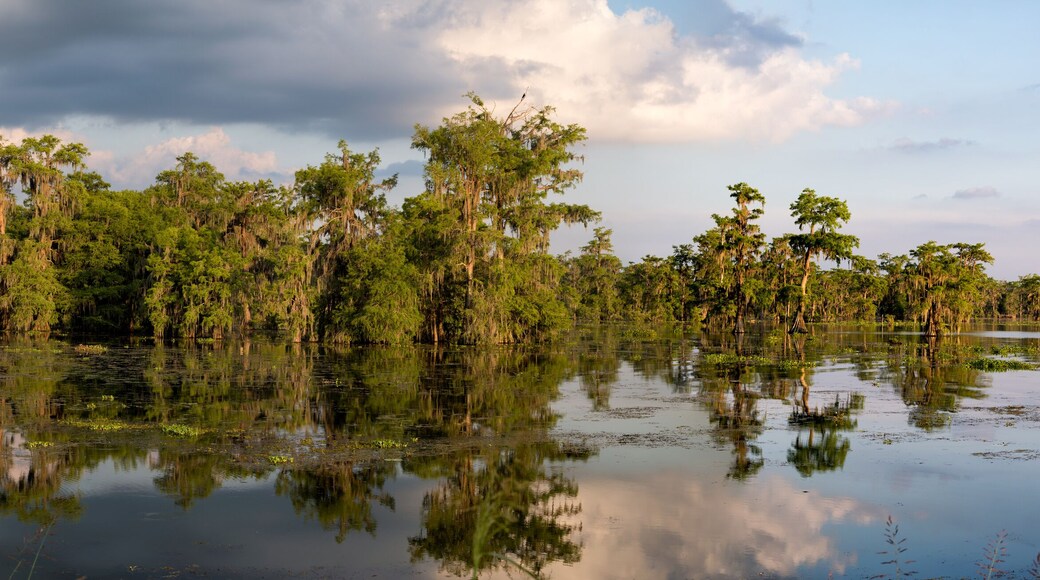 Louisiana Swamp Panoama