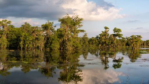Louisiana Swamp Panoama