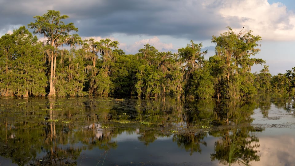 A swamp with tall trees and a calm water surface reflecting the sky.