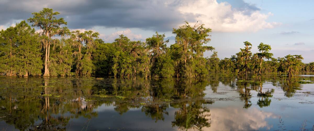 Louisiana Swamp Panoama