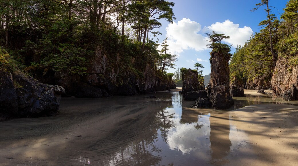 Sandy beach on Pacific Ocean Coast Panoramic View. Sunny Blue Sky. San Josef Bay, Cape Scott Provincial Park, Northern Vancouver Island, BC, Canada. Canadian Nature Background Panorama