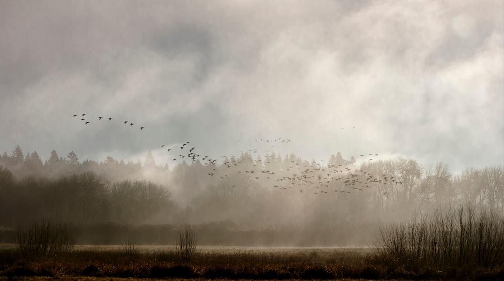 A large group of geese fly through early morning fog at the Ridgefield National Wildlife Refuge