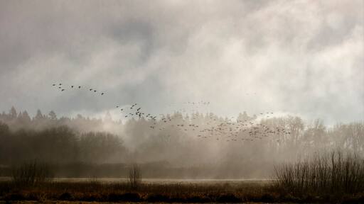 A large group of geese fly through early morning fog at the Ridgefield National Wildlife Refuge