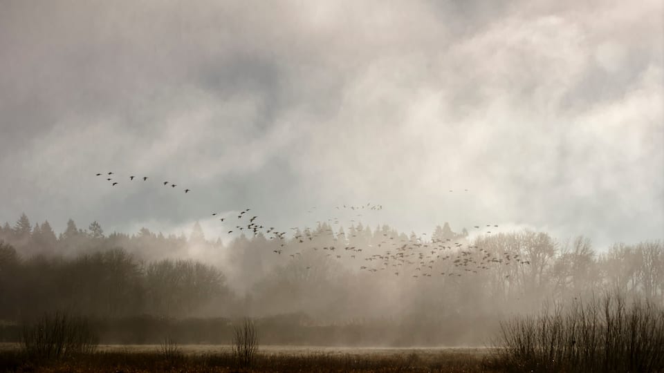 A flock of birds flying over a foggy landscape with trees in the background.