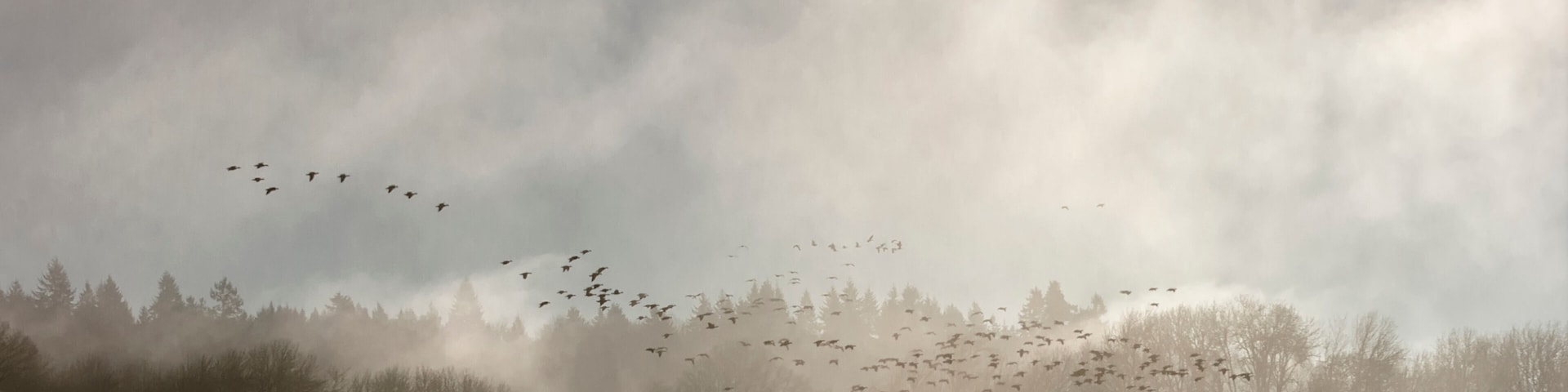 A large group of geese fly through early morning fog at the Ridgefield National Wildlife Refuge