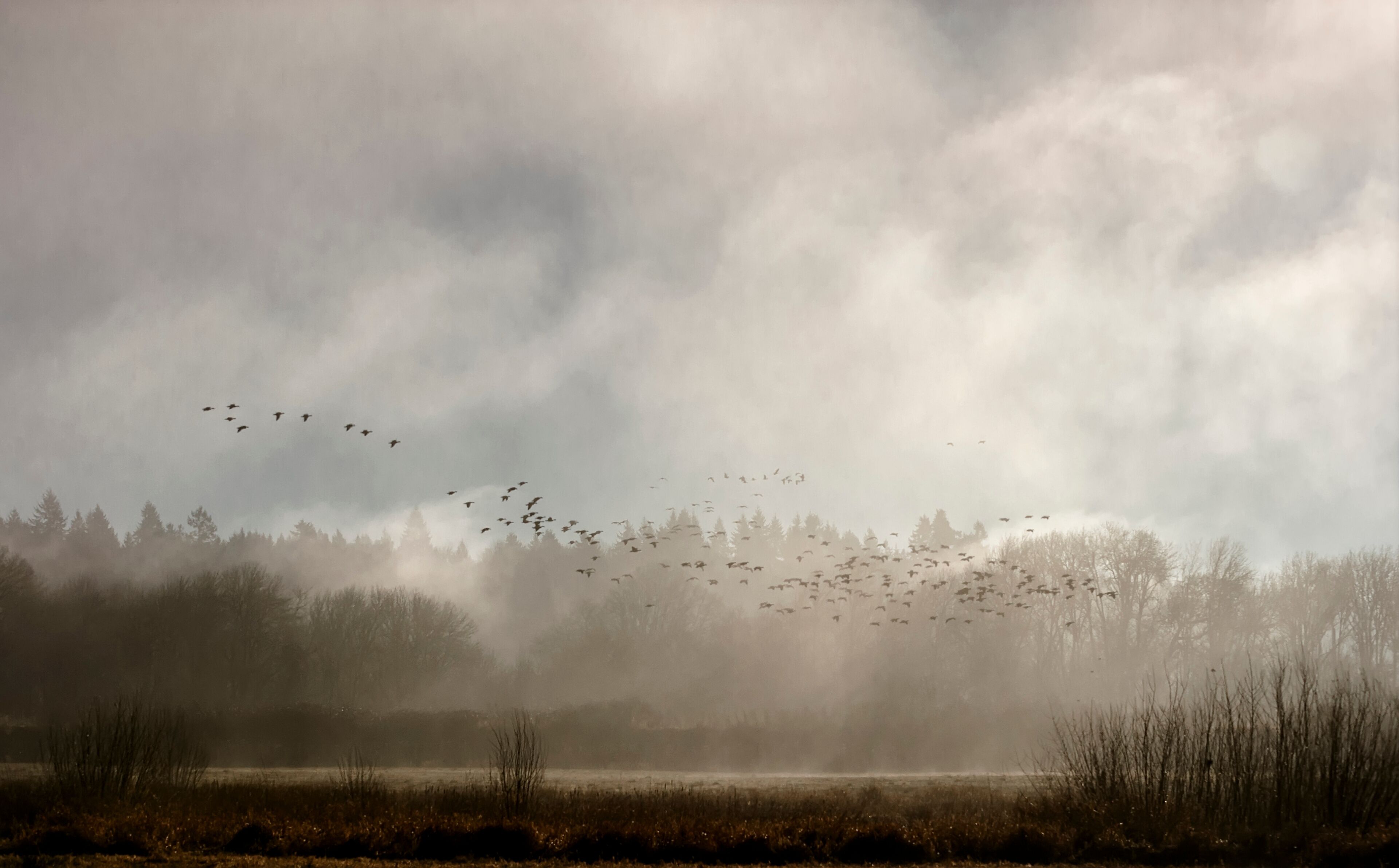 A flock of birds flying over a foggy landscape with trees in the background.