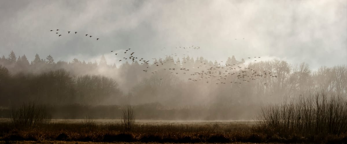 A flock of birds flying over a foggy landscape with trees in the background.