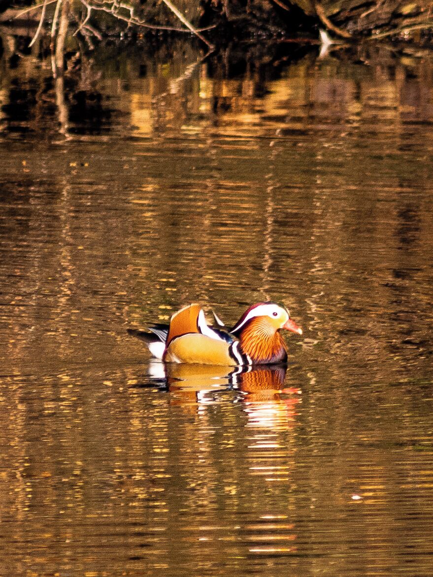 You can find many different birds in the sanctuary like this Mandarin Duck. 