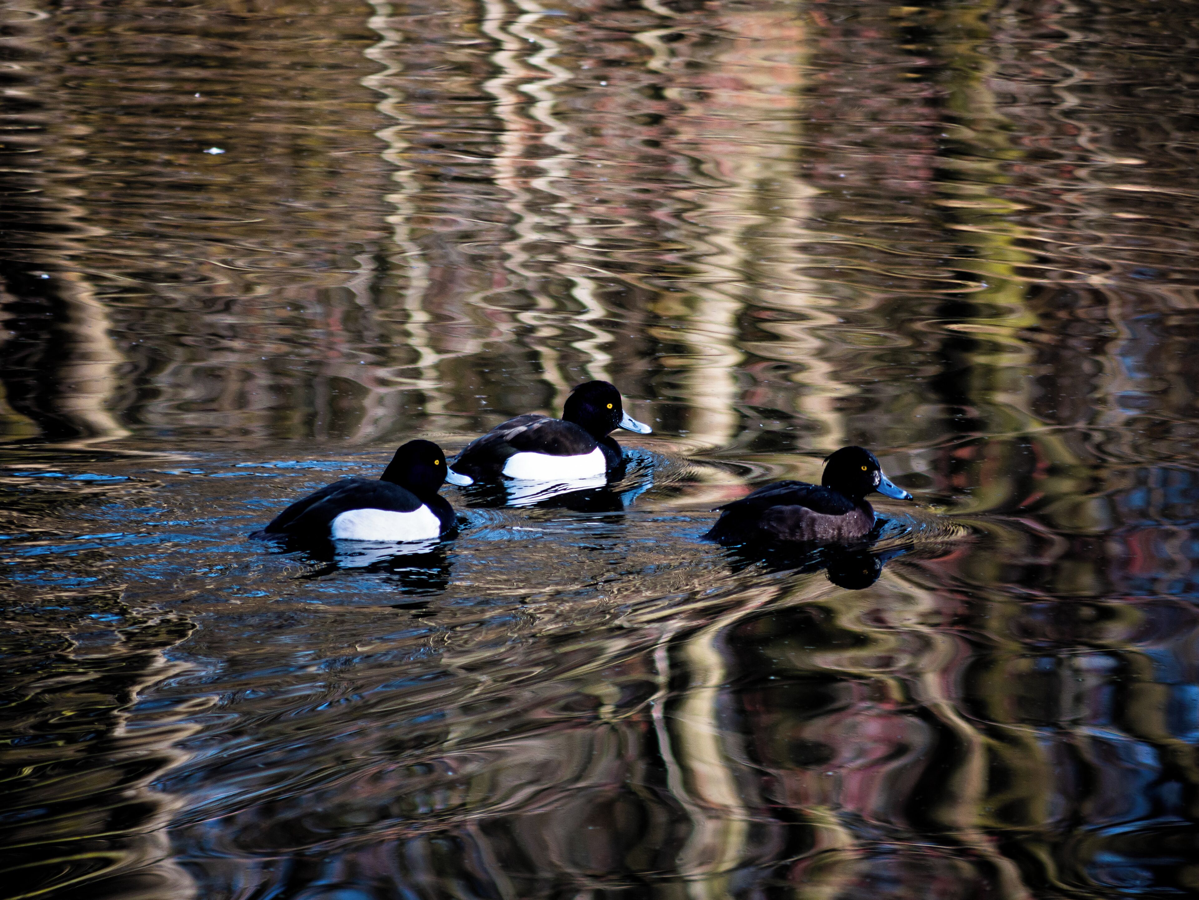 You can find many different birds in the sanctuary like these tufted ducks. 