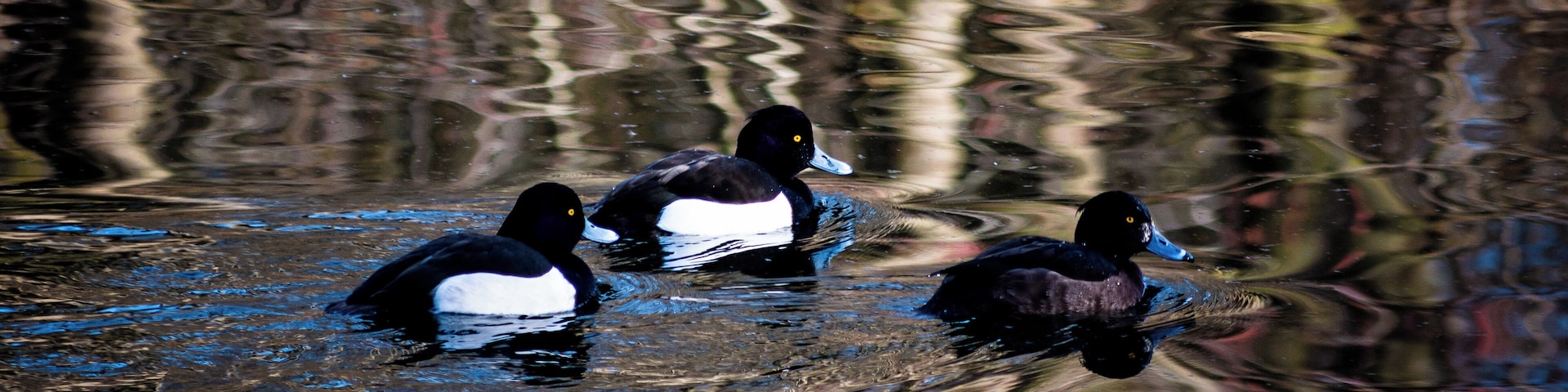 You can find many different birds in the sanctuary like these tufted ducks.