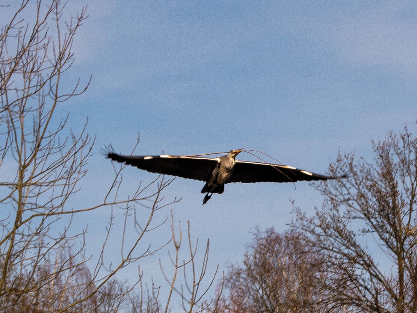 You can find many different birds in the sanctuary like this Grey heron collecting sticks for his nest. 