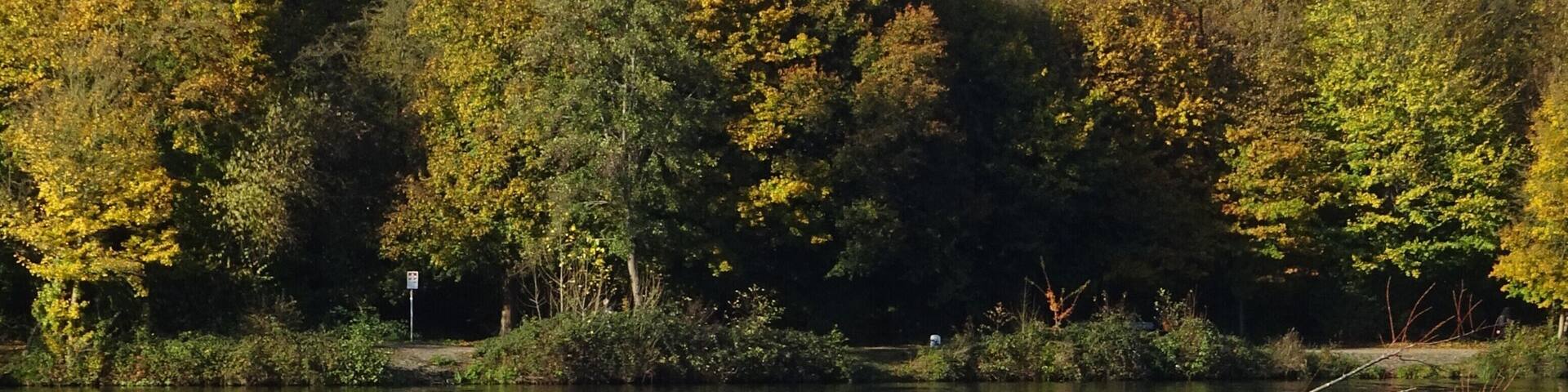 A calm lake with white swans and a fallen tree branch in the foreground.