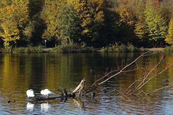 Swans taking a nap on a sunny Sunday afternoon.