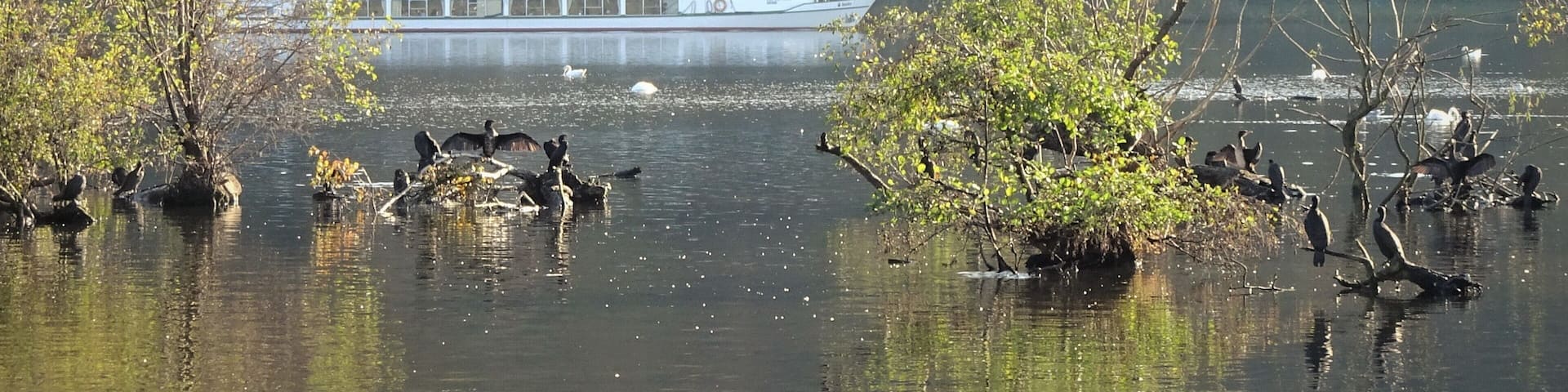 Autumn walk around the lake. (An ideal place for bird spotting.)