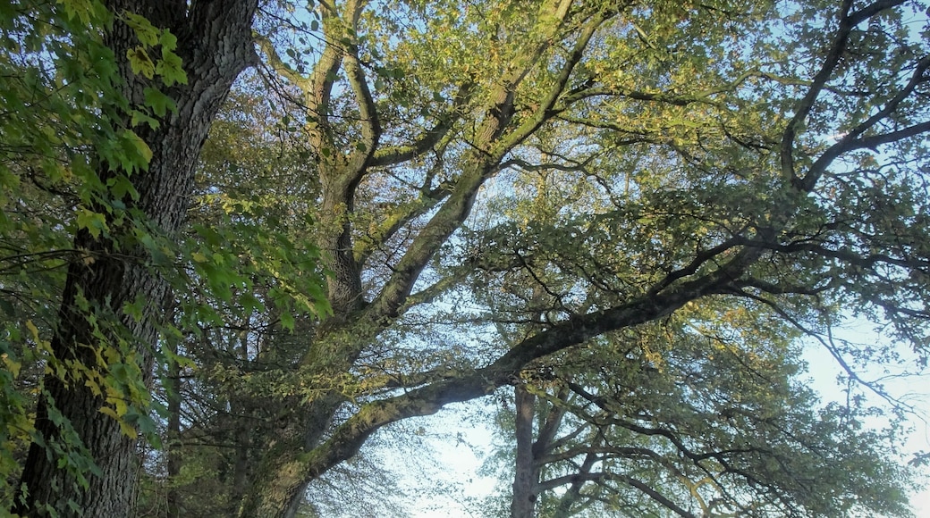 Autumn walk around the lake.