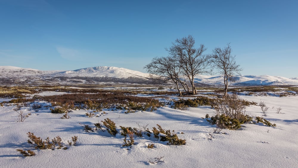 A snowy landscape with mountains in the background and a few leafless trees in the foreground.