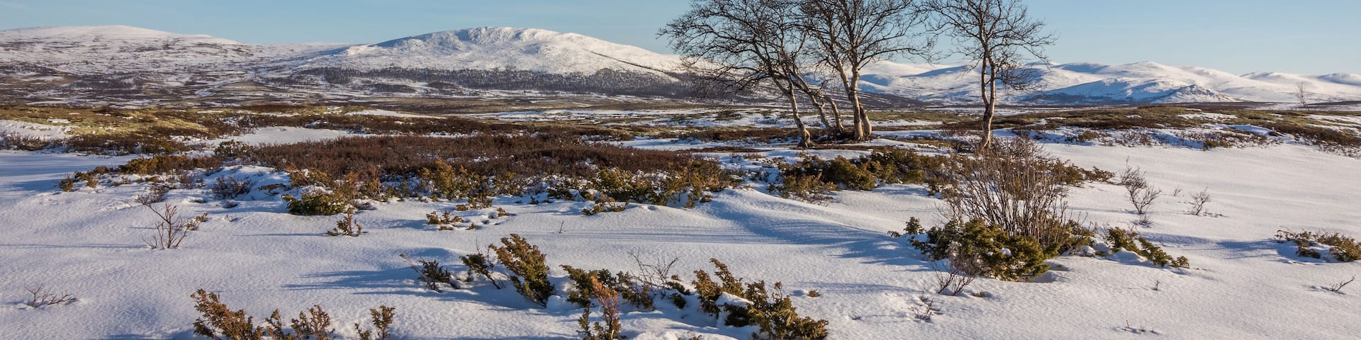 Birch trees and snow in front of mountains in the Dovre mountains in Norway
