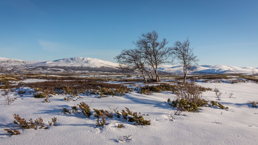 Birch trees and snow in front of mountains in the Dovre mountains in Norway