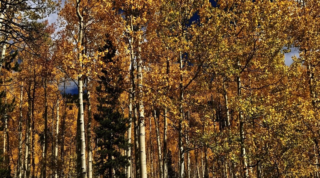 Fall in the high country.