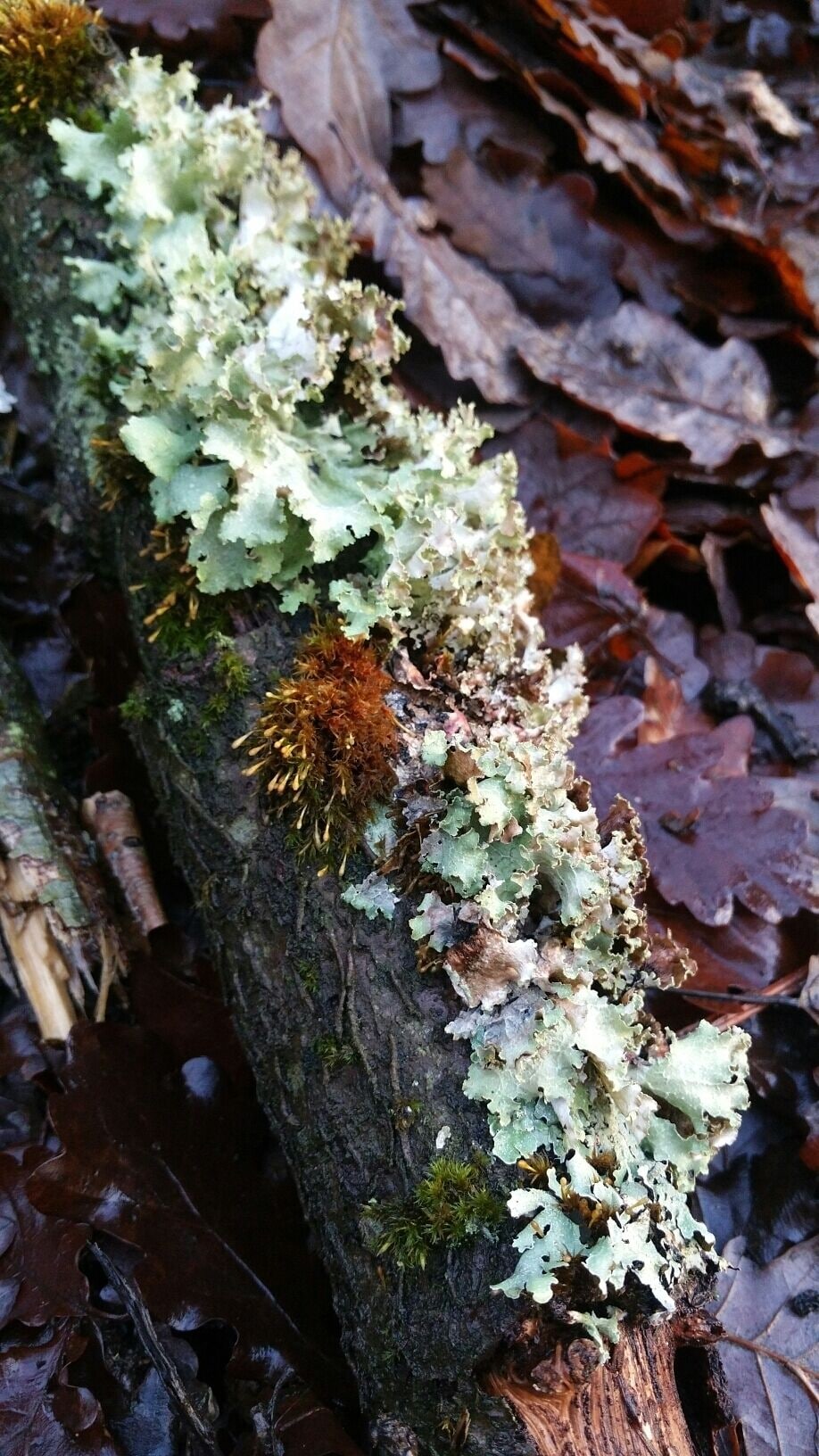A tree trunk covered with lichen and moss, surrounded by fallen leaves.