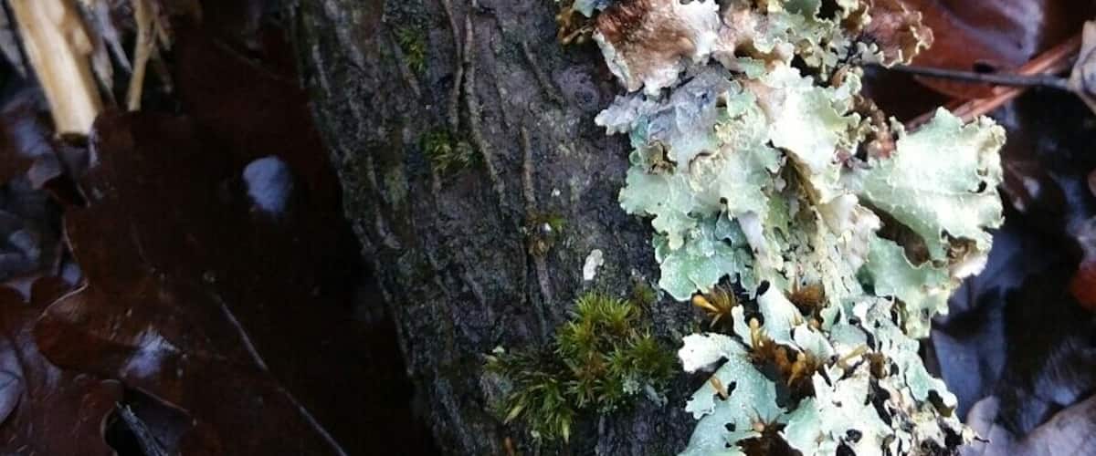 A tree trunk covered with lichen and moss, surrounded by fallen leaves.