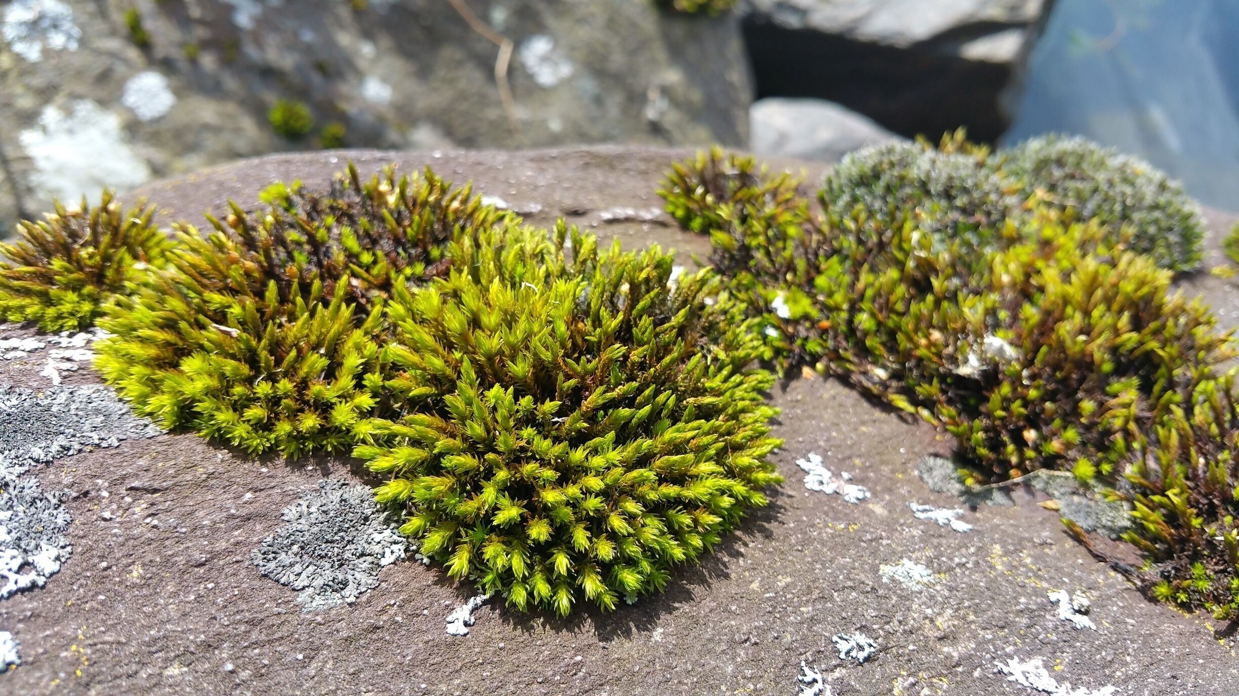 The moss has wintered well and is especially vibrant in the spring sunshine.
#Green Travel Sweepstakes
