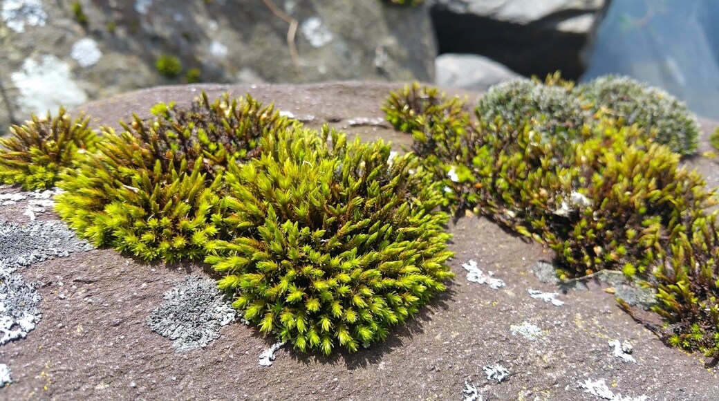 The moss has wintered well and is especially vibrant in the spring sunshine.
#Green Travel Sweepstakes