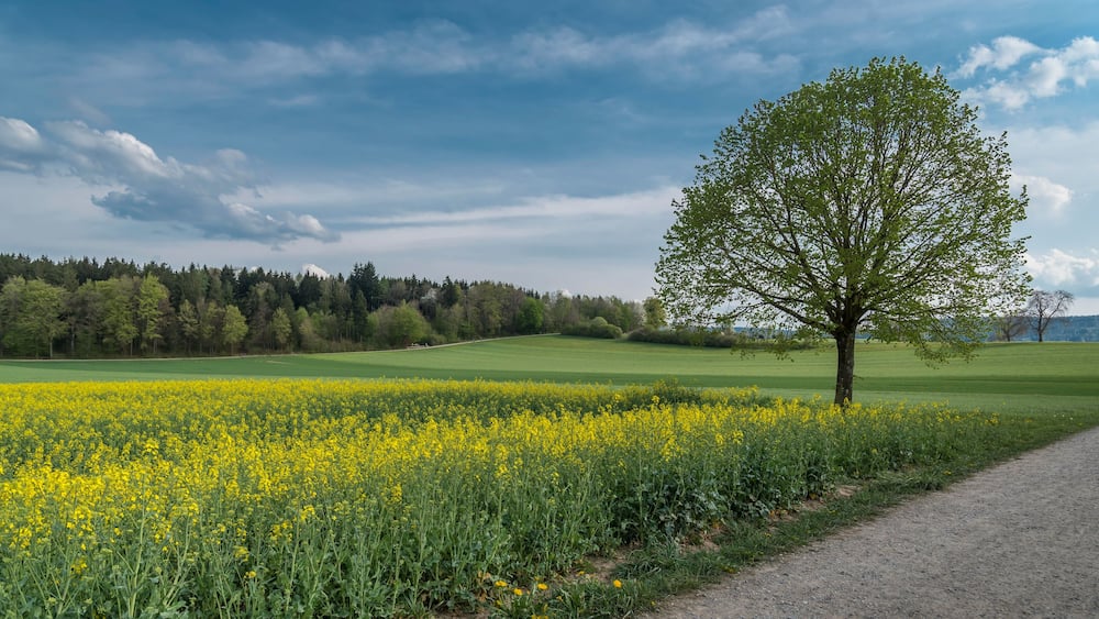 Spring fields in the Swiss village of Opfikon