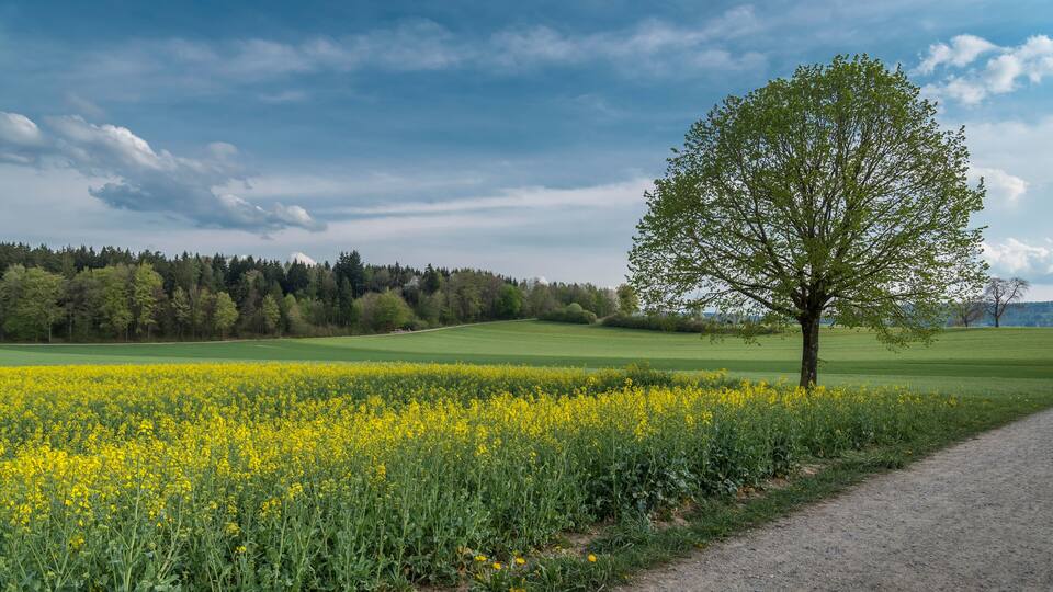 A field of yellow flowers, a solitary tree, and a forest in the background.