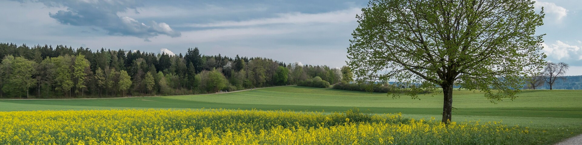 Spring fields in the Swiss village of Opfikon