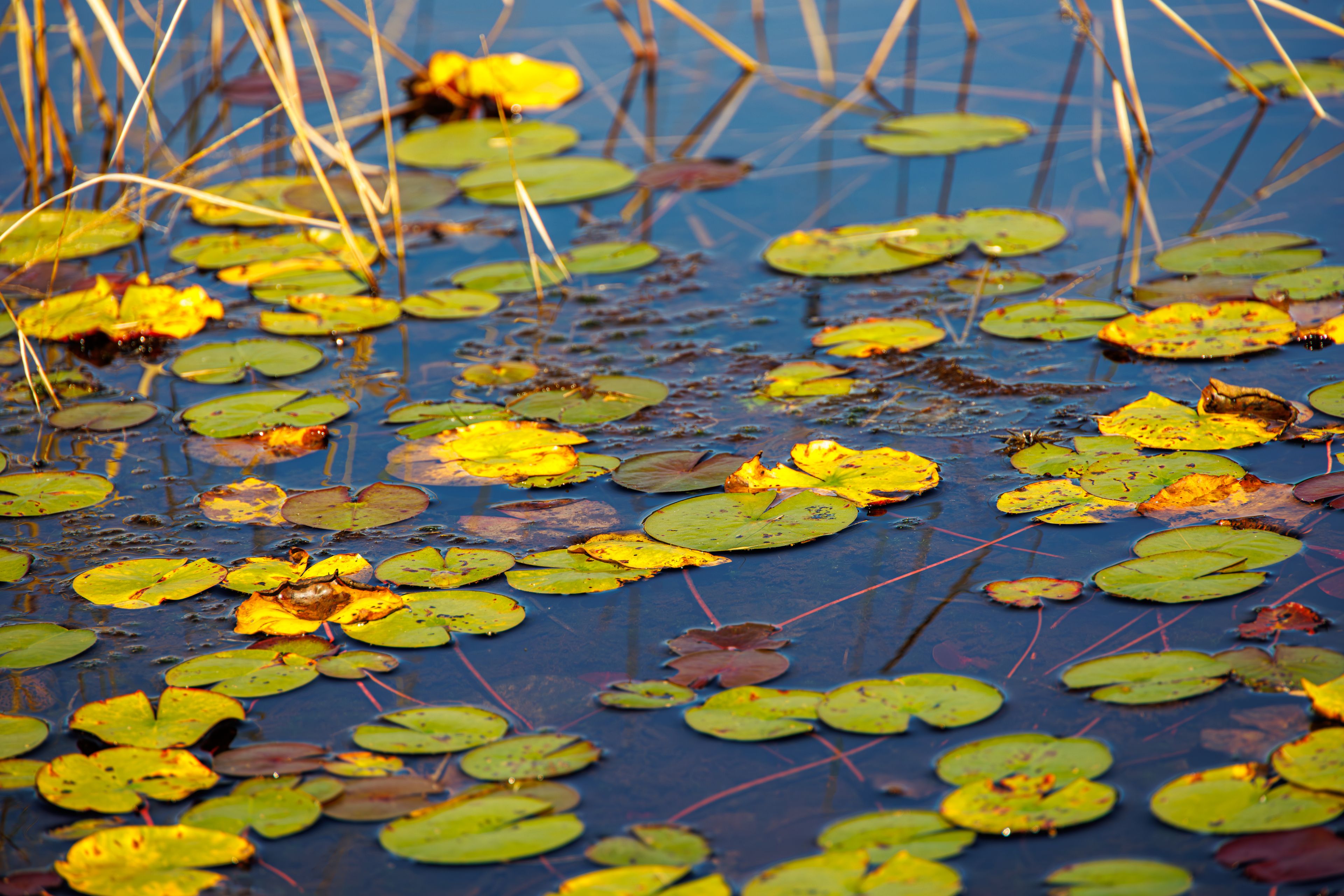A pond with lily pads and reeds.
