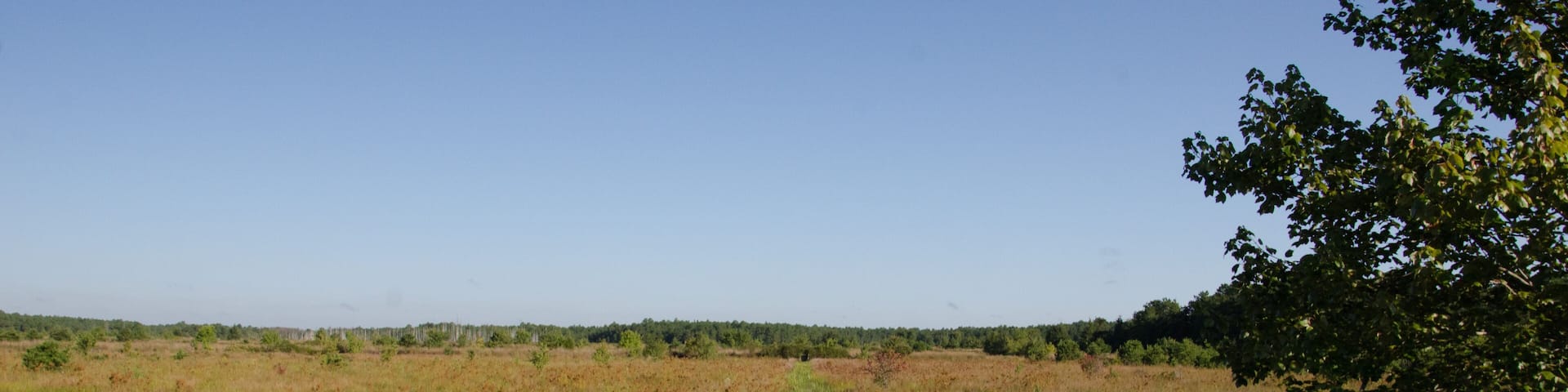 A marshland with a small water body and dense vegetation.