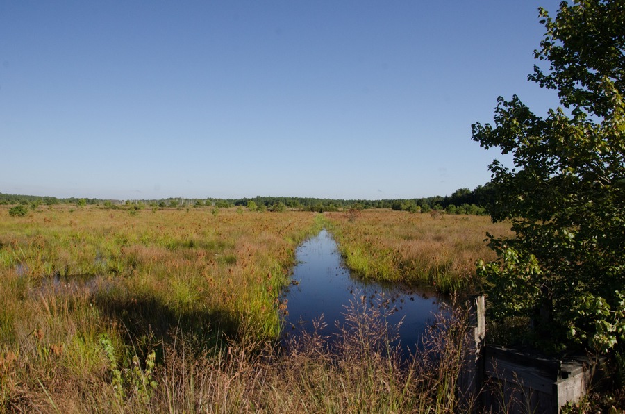 Ein Feuchtgebiet mit einem kleinen Gewässer und dichter Vegetation.