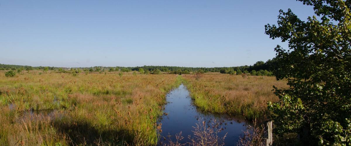A marshland with a small water body and dense vegetation.