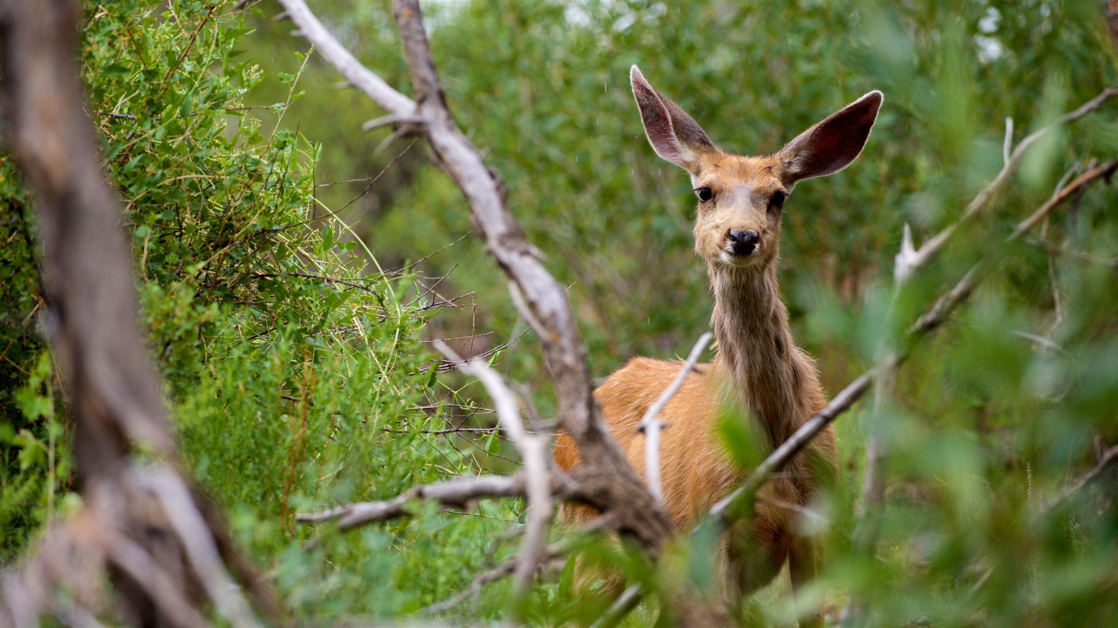 A deer in a dense green forest with visible branches and foliage.