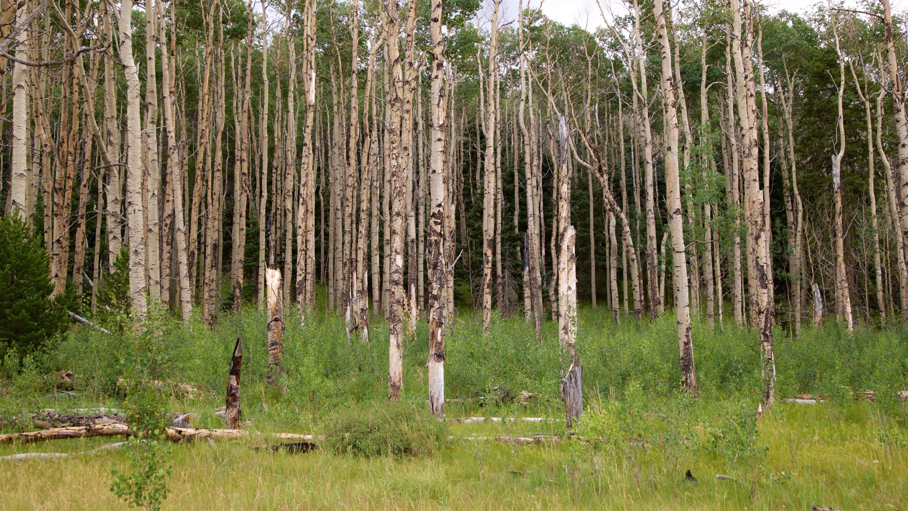 South Central Colorado showing forest scenes