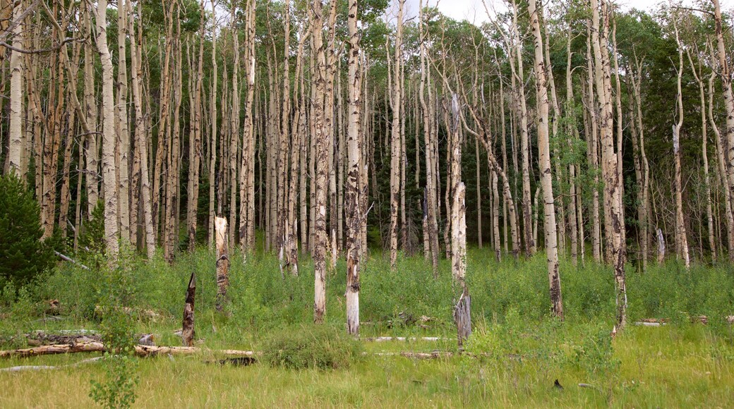 South Central Colorado showing forest scenes