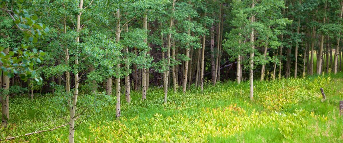 A dense forest with tall trees and a grassy undergrowth.