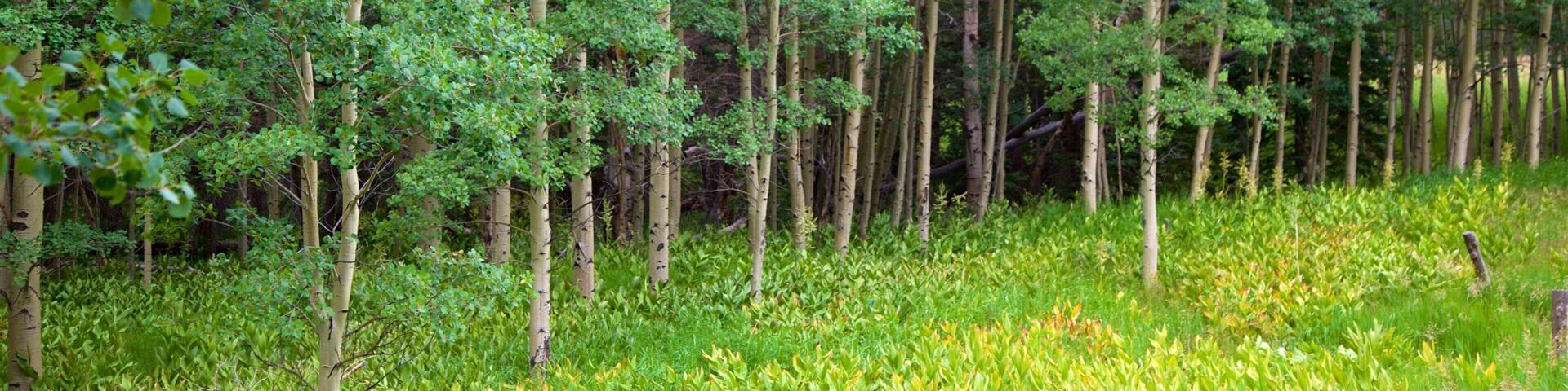 A dense forest with tall trees and a grassy undergrowth.