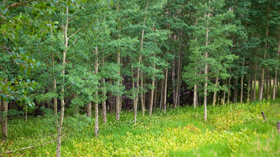 Ein dicht bewachsener Wald mit hohen Bäumen und üppigem Grasbewuchs.