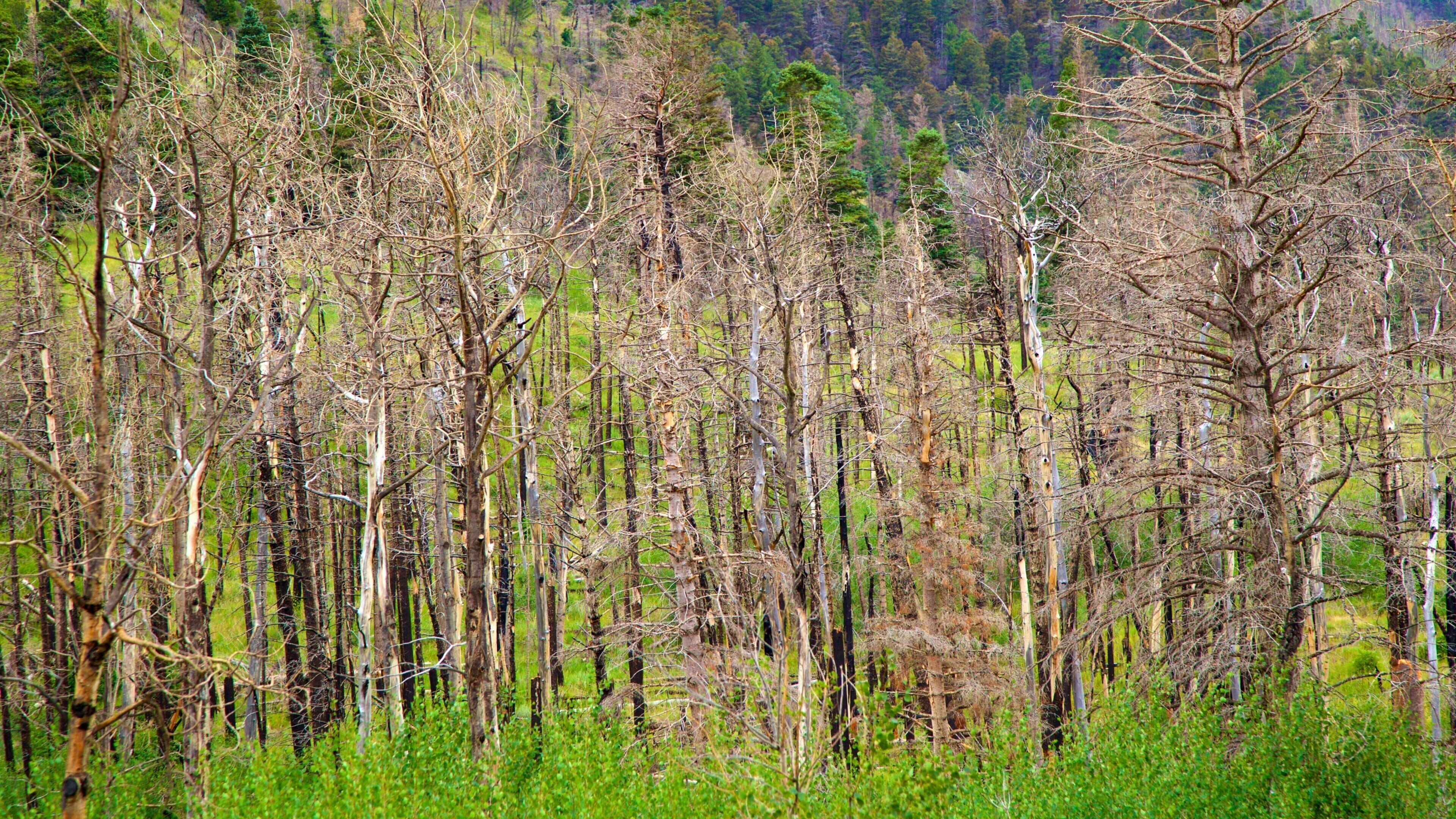 Centre-sud du Colorado qui includes scènes tranquilles