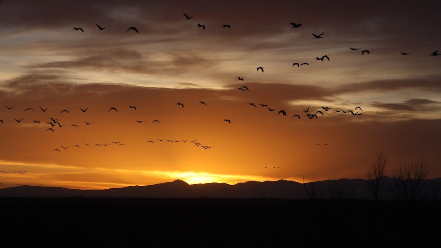 If you ever get the chance to see the Great Sandhill Crane migration it is just incredible to see and hear
